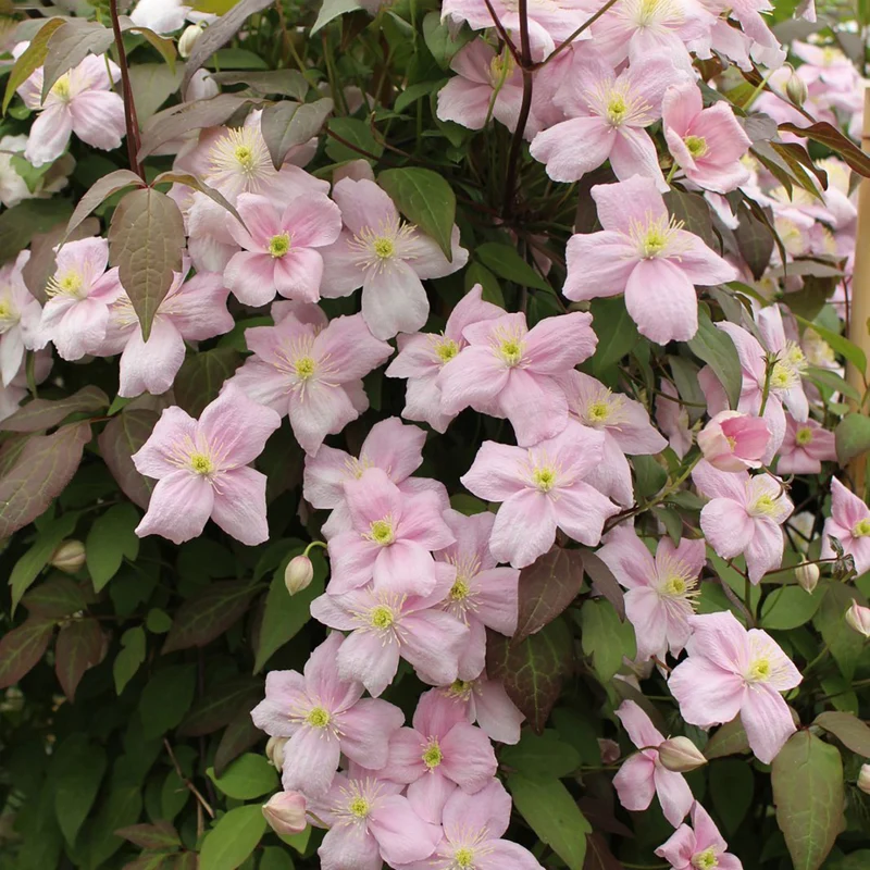 Clematis 'Rubens'