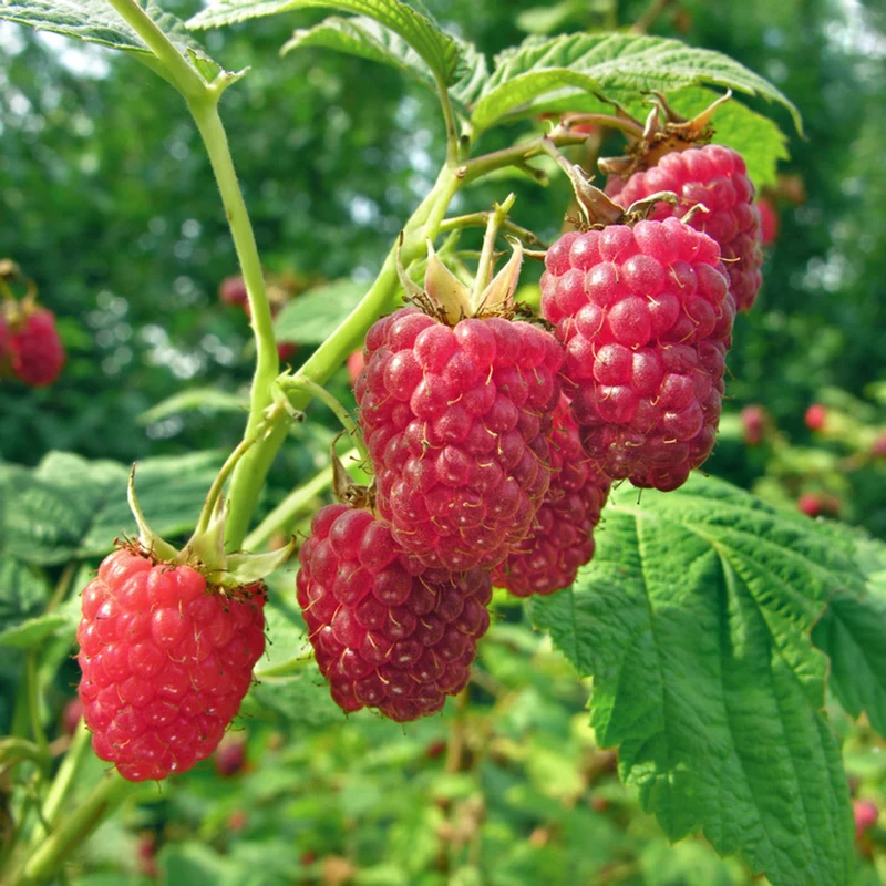 Australian Raspberry Fruit Seeds