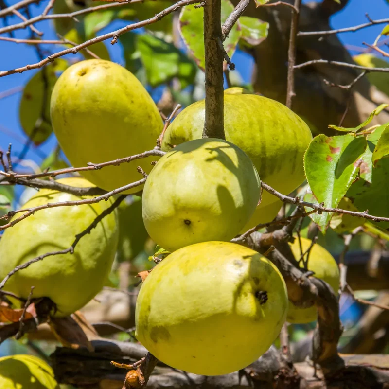 Chinese Quince Fruit Seeds
