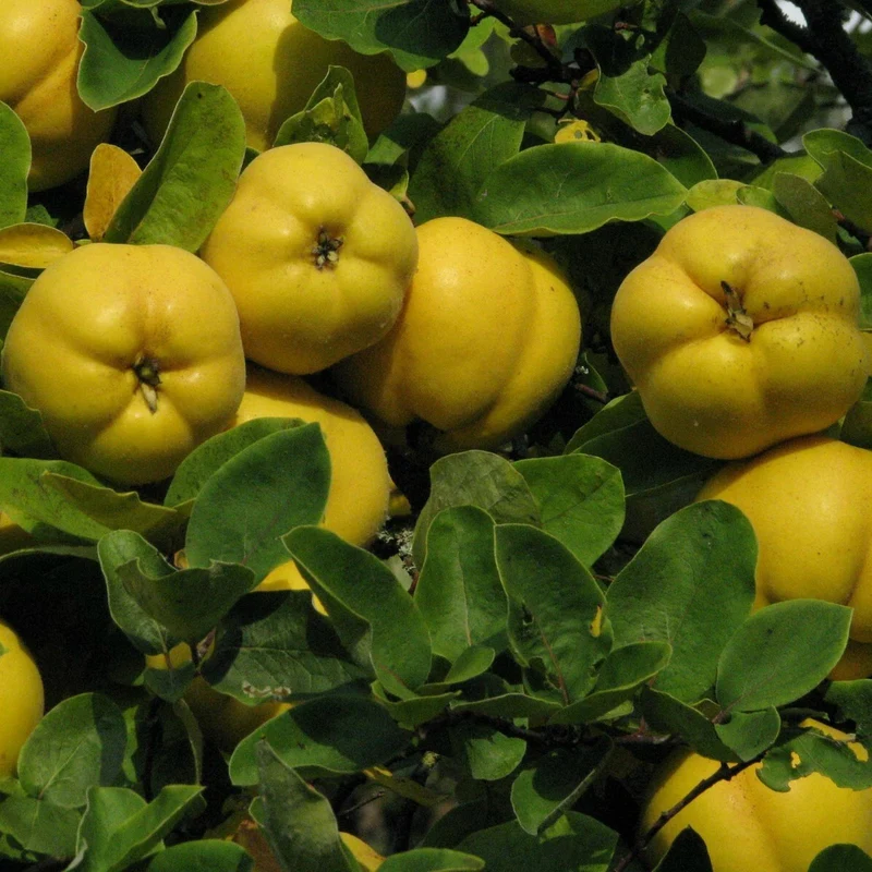Chinese Quince Fruit Seeds