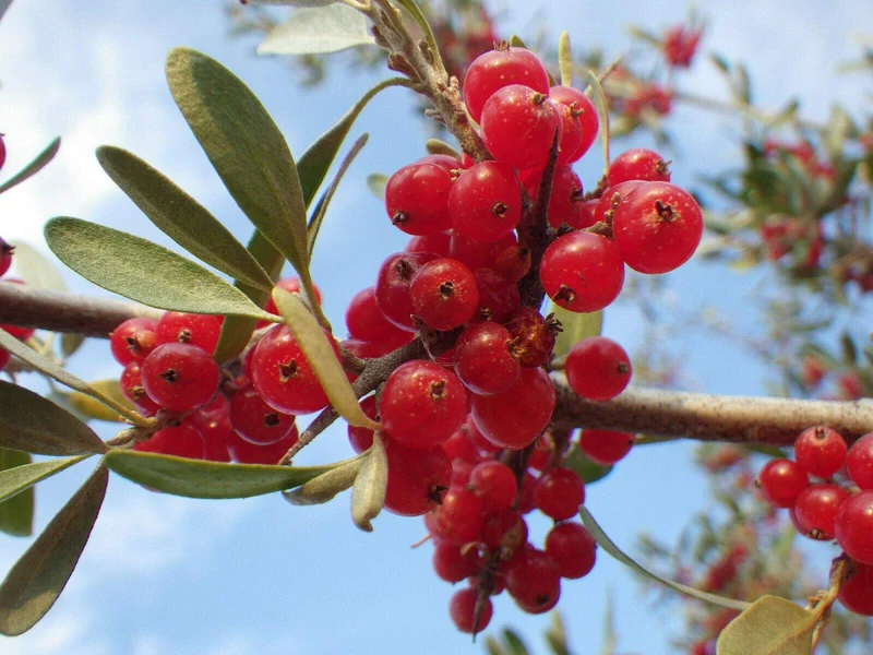 Silver Buffaloberry Fruit Seeds