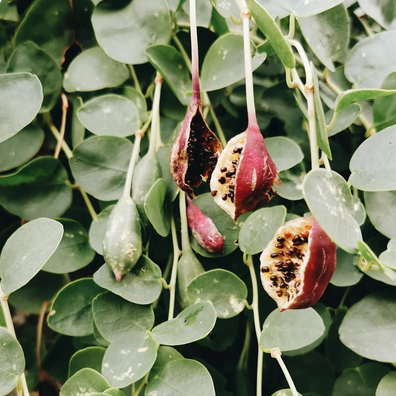 Caper Bush Seeds