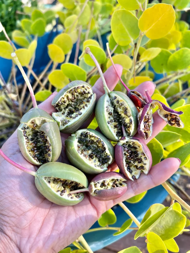 Caper Bush Seeds