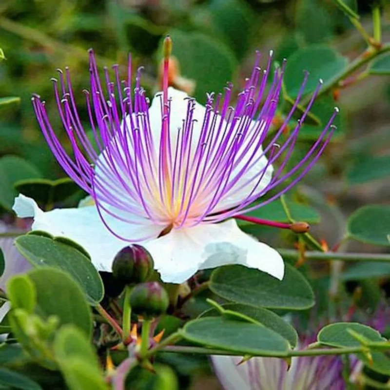 Caper Bush Seeds