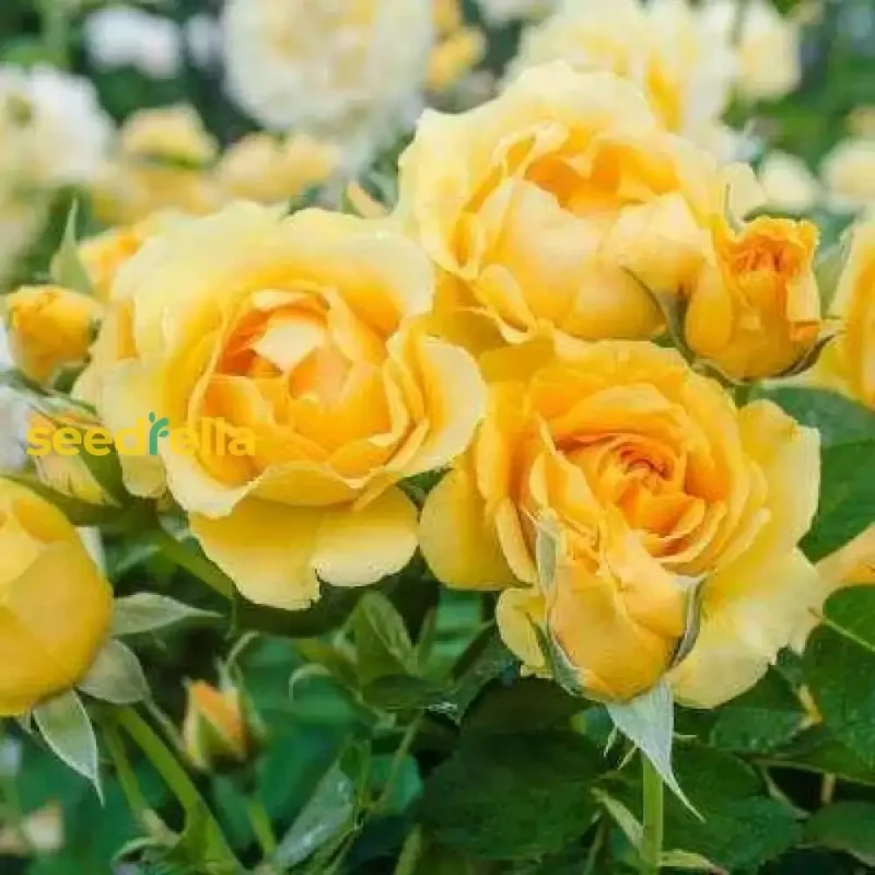 Light Yellow Climbing Rose Seeds – Beautiful Climber Roses for Stunning Garden Displays