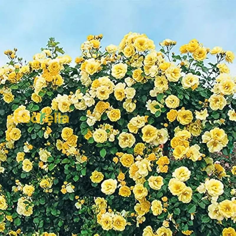 Light Yellow Climbing Rose Seeds – Beautiful Climber Roses for Stunning Garden Displays
