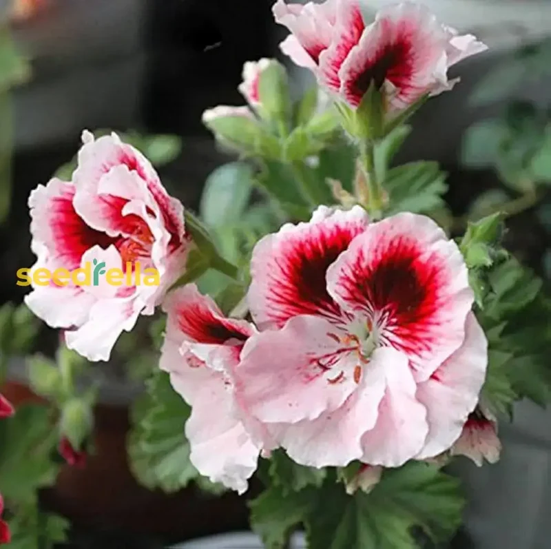 Univalve Geranium Light Yellow Seeds – Annual Garden Blooms for Planting