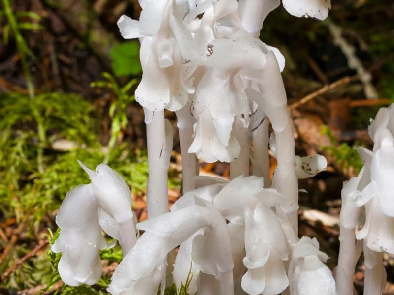 Monotropa Uniflora Seeds - Grow the Enigmatic Indian Pipe Flower in Your Garden