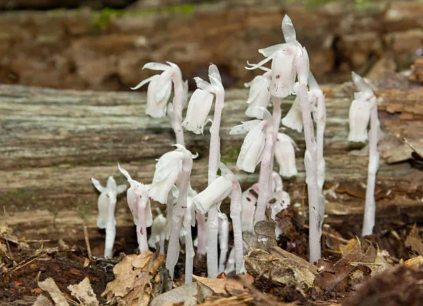 Monotropa Uniflora Seeds - Grow the Enigmatic Indian Pipe Flower in Your Garden
