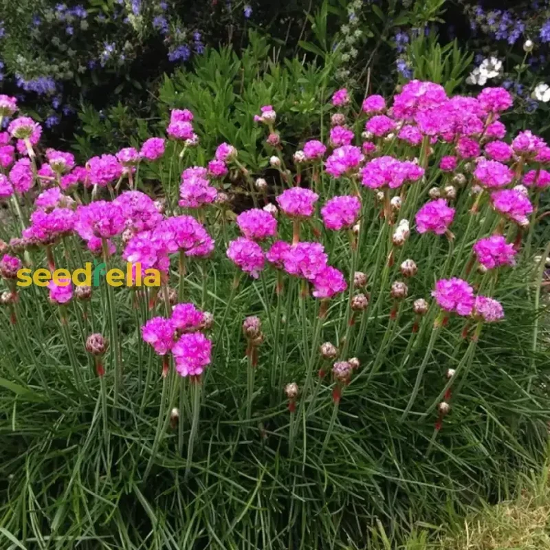 Armeria Maritima Seeds – Sea Thrift Groundcover for Coastal Gardens