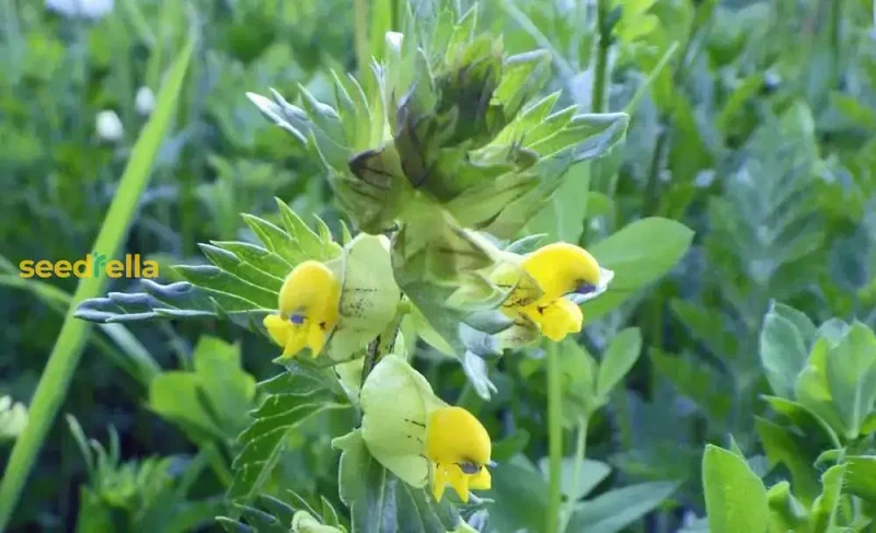 Yellow Rattle Flower Seeds for Planting - Grow Vibrant, Unique Blooms in Your Garden