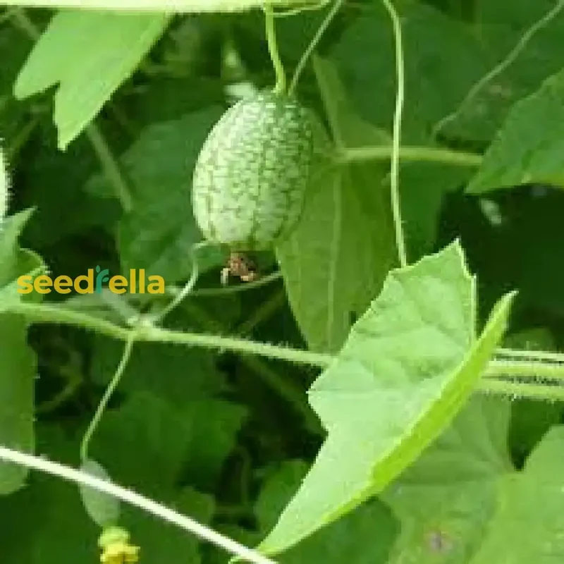 Cucamelon Seeds for Easy Planting - Grow Refreshing, Unique Fruits in Your Garden