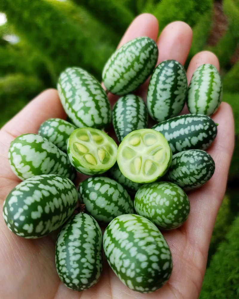Cucamelon Seeds for Easy Planting - Grow Refreshing, Unique Fruits in Your Garden