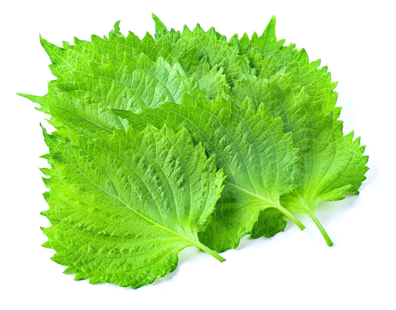 Perilla Seeds – Fresh, Flavorful Green Leaves for Vegetable & Herb Gardens