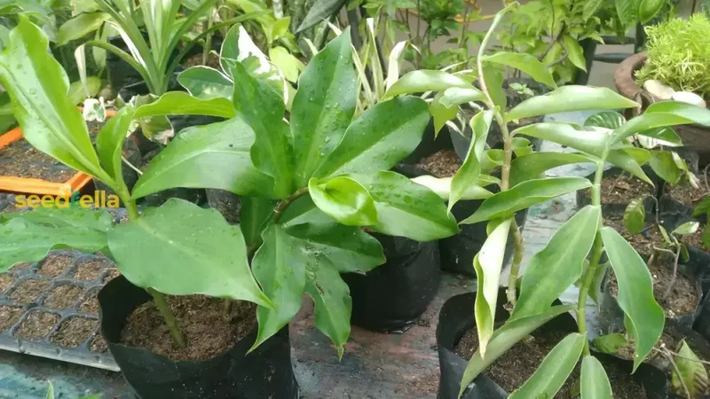 Insulin Plant Seeds for Easy Planting - Grow Natural Health Benefits in Your Garden