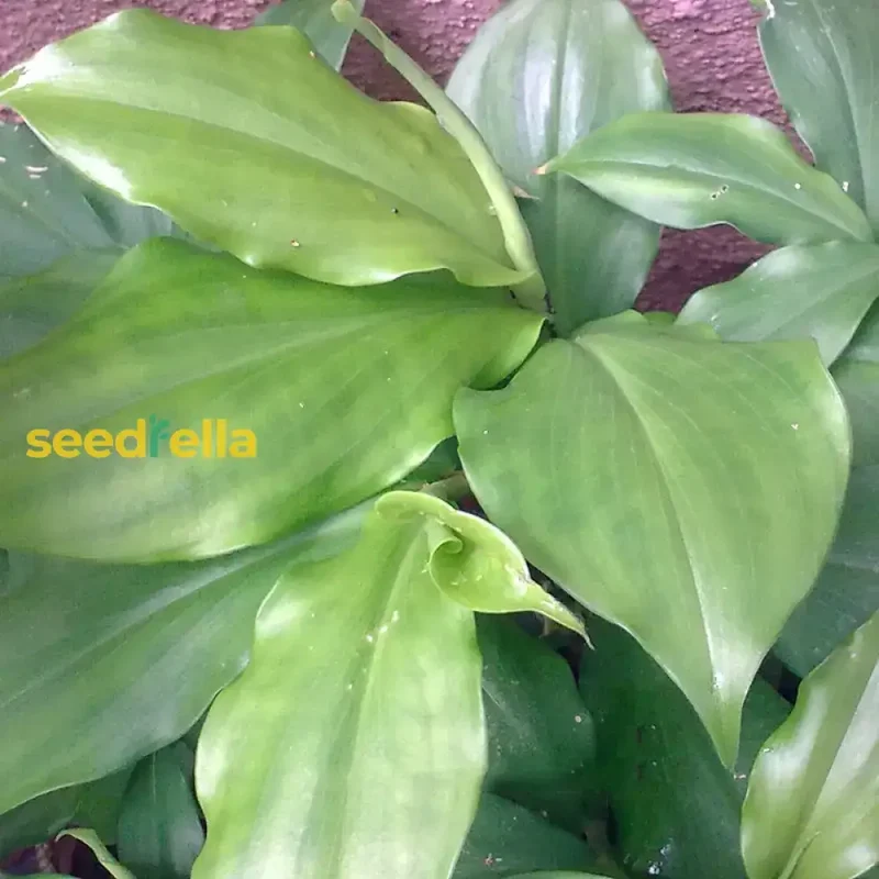 Insulin Plant Seeds for Easy Planting - Grow Natural Health Benefits in Your Garden