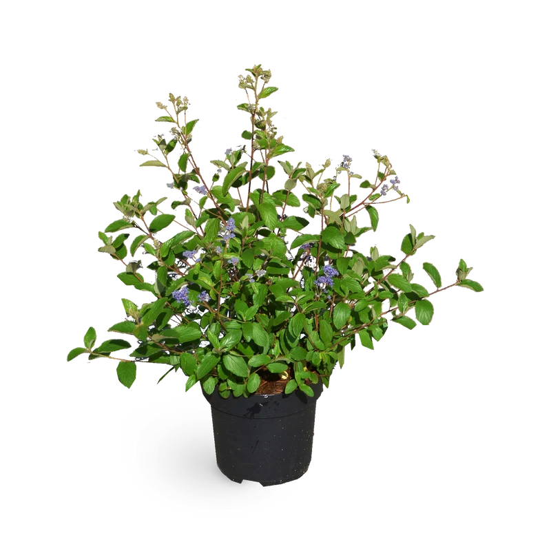 Säckelblume 'Topaze'