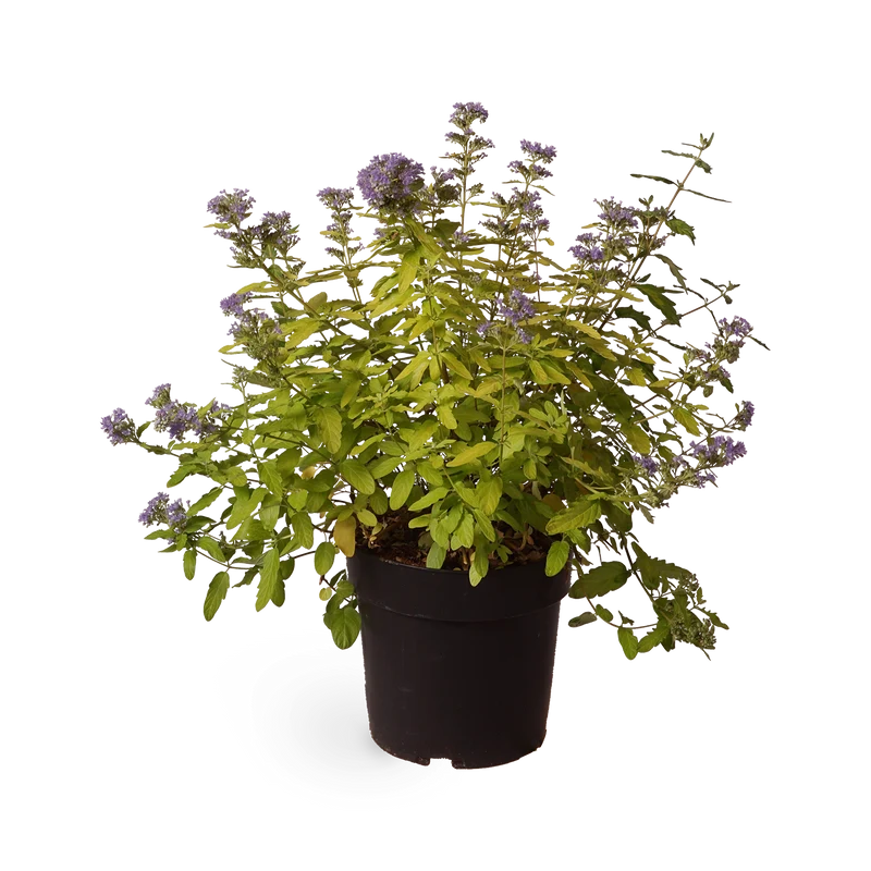 Bartblume 'Summer Sorbet'