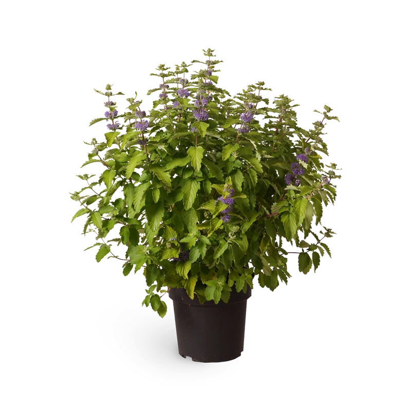 Bartblume 'Good as Gold'