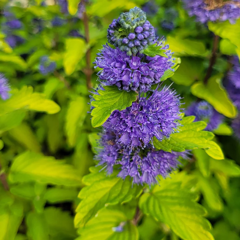 Bartblume 'Good as Gold'