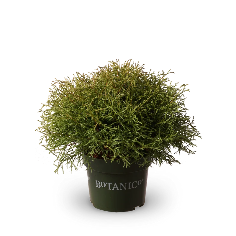 Thuja occidentalis 'Mr Bowling Ball'
