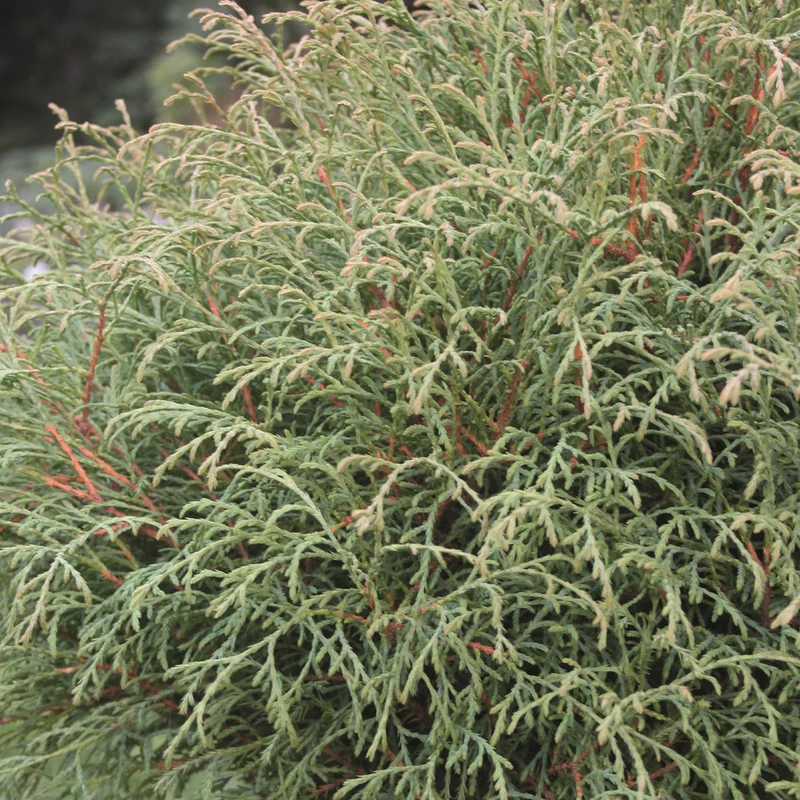 Thuja occidentalis 'Mr Bowling Ball'