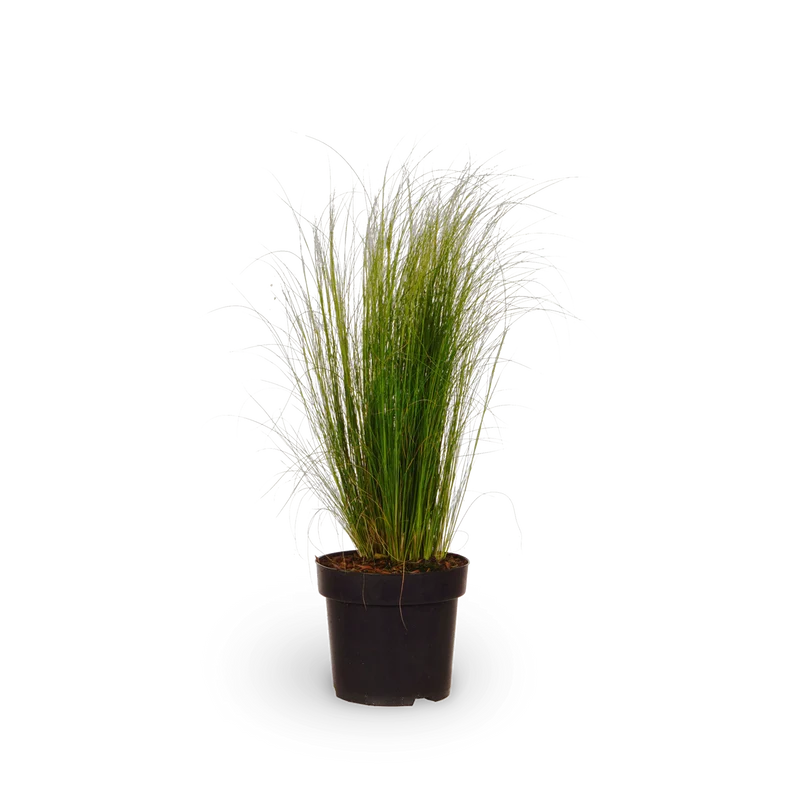 Zartes Federgras 'Ponytails'