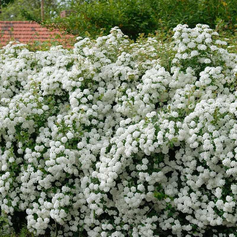 Prachtspiere
