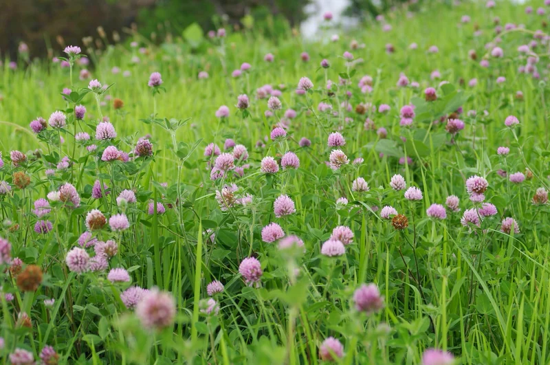 Bio-Rotklee Gründüngung