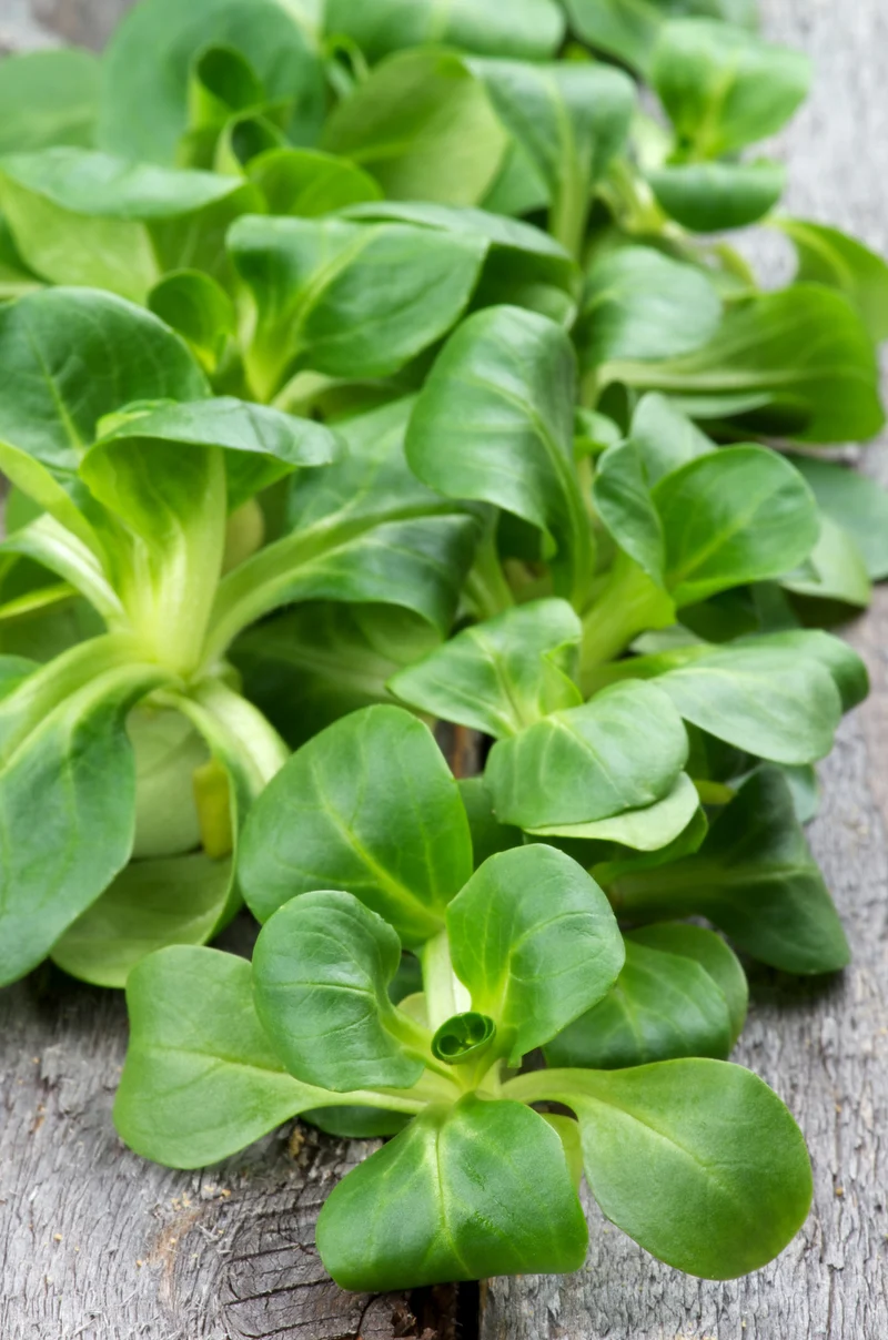 Bio-Feldsalat 'Verte a coeur plein 2'