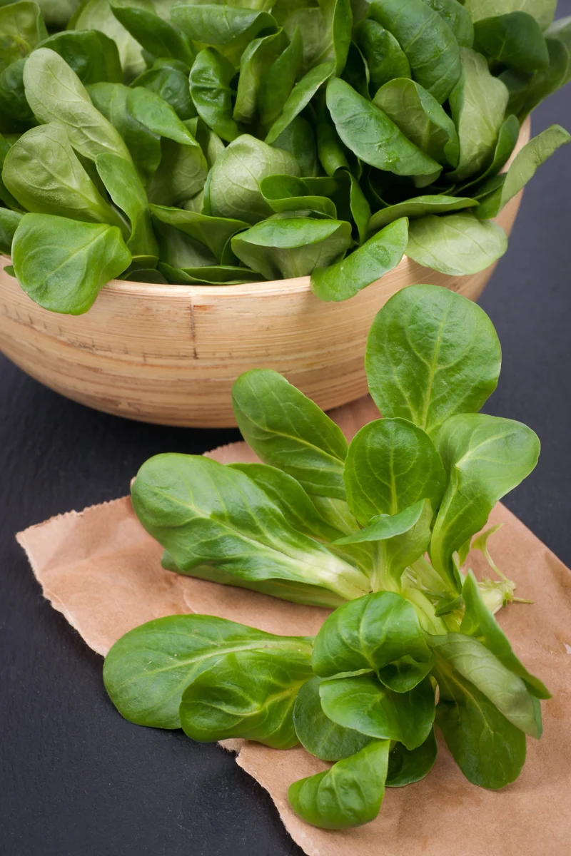Bio-Feldsalat 'Vit'