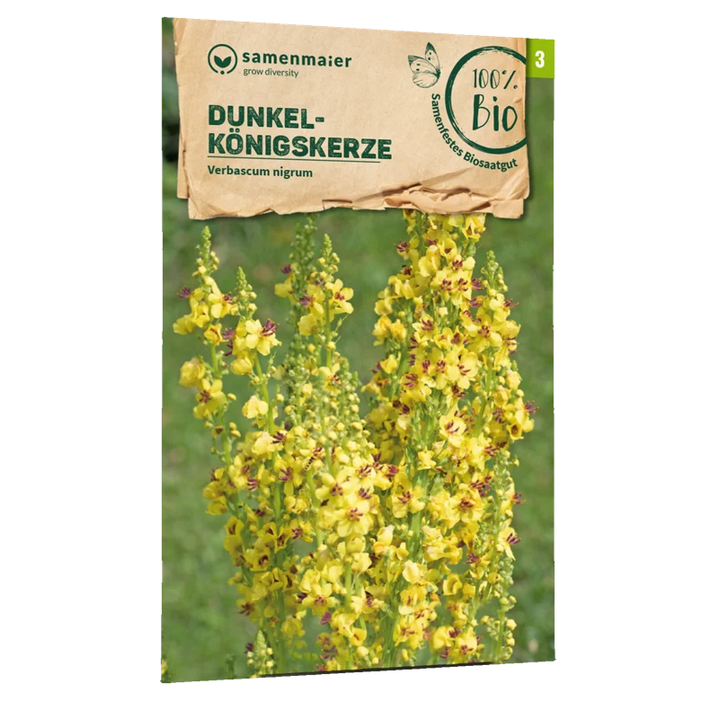 Bio-Dunkle Königskerze Wildblume