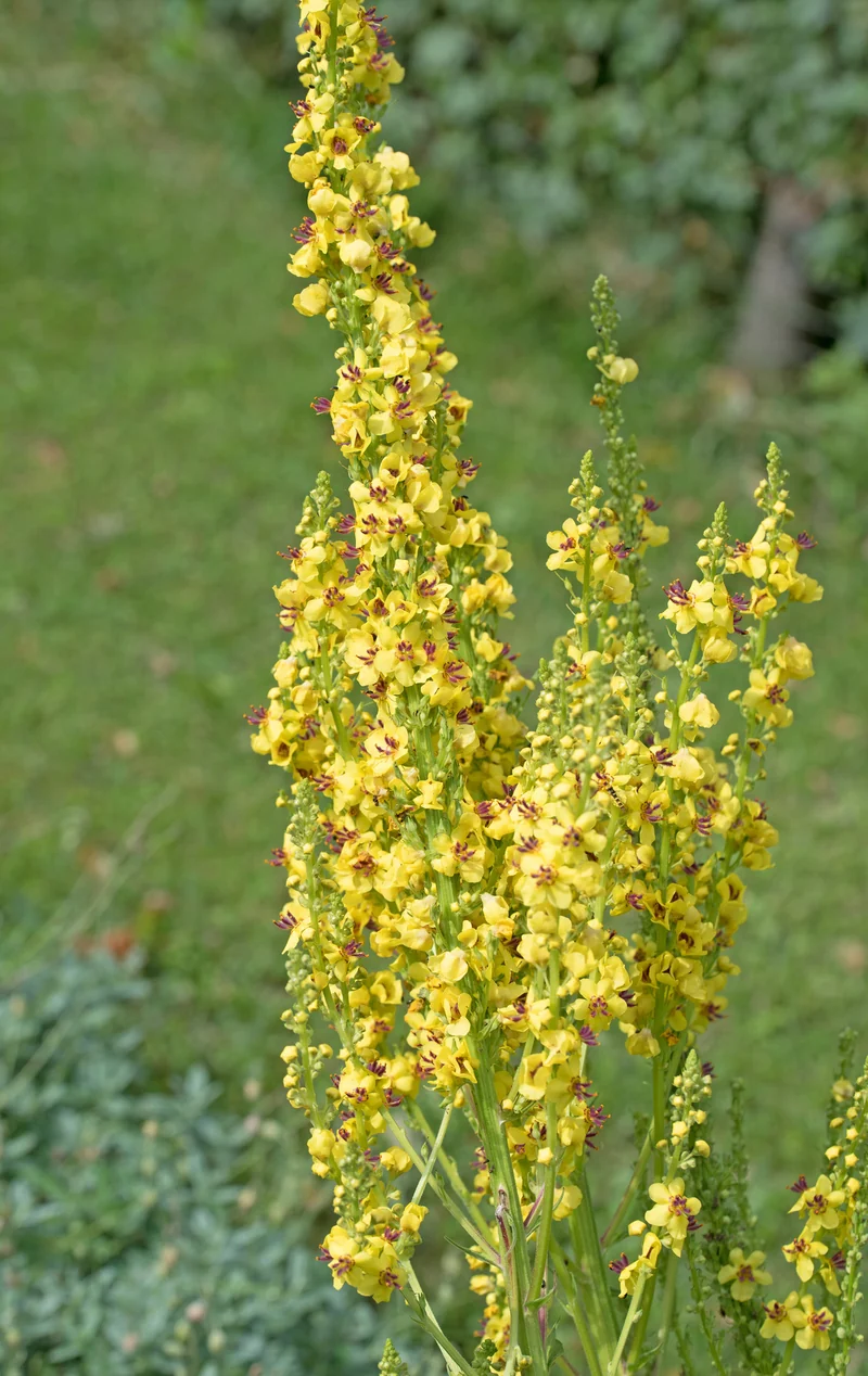 Bio-Dunkle Königskerze Wildblume