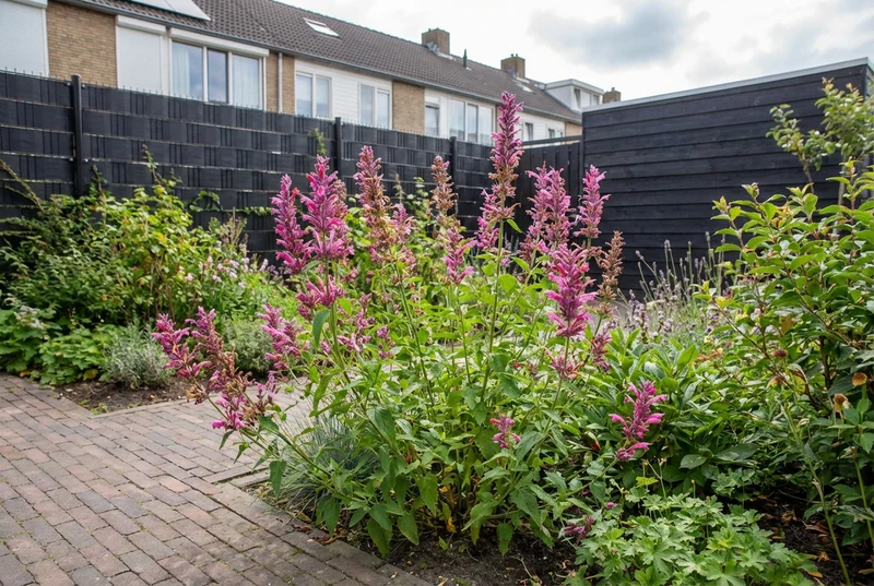 Süßholzpflanze (Agastache 'Red Fortune')