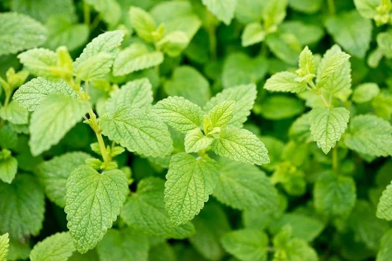 Zitronenmelisse (Melissa officinalis)