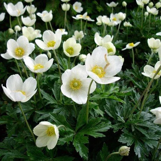 Buschwindröschen (Anemone sylvestris)
