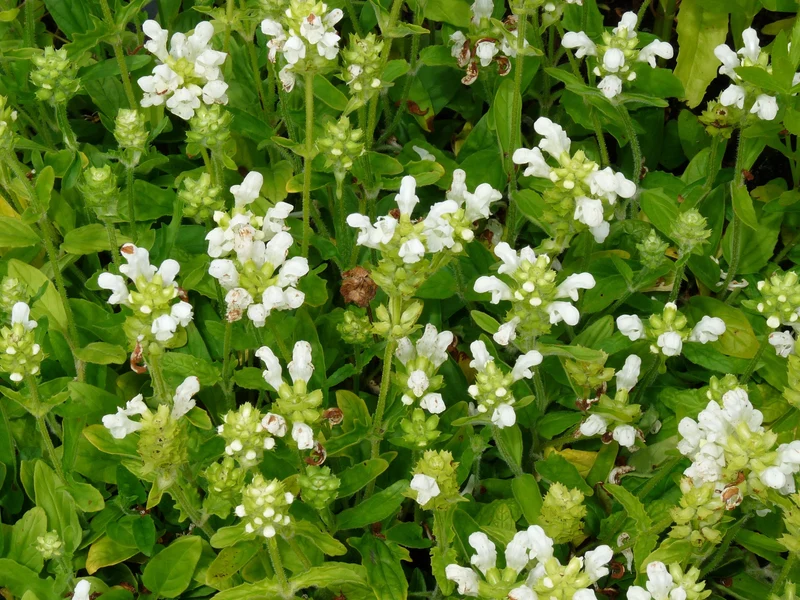 Bienenstock (Prunella grandiflora 'Alba')