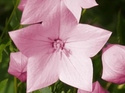 Ballonblume (Platycodon grandiflora 'Shell Pink')