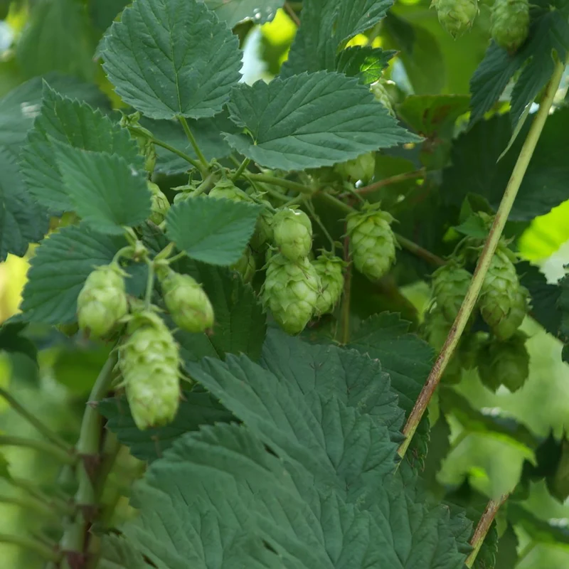 Hopfen 'Pure'