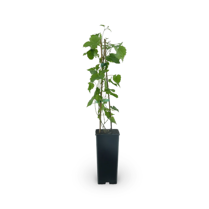 Hopfen 'Opal'