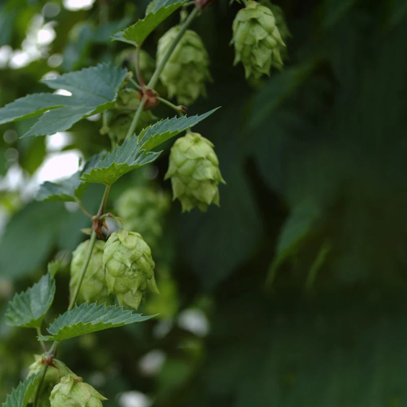 Hopfen 'Opal'
