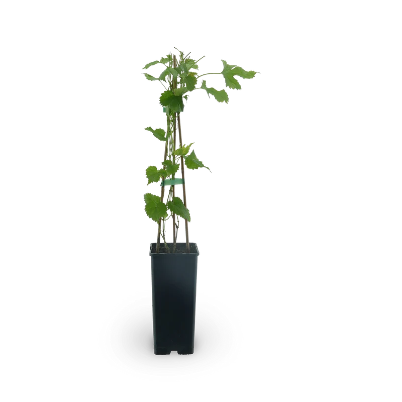 Hopfen 'Hallertauer Tradition'