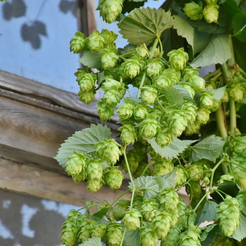Hopfen 'Hallertauer Tradition'