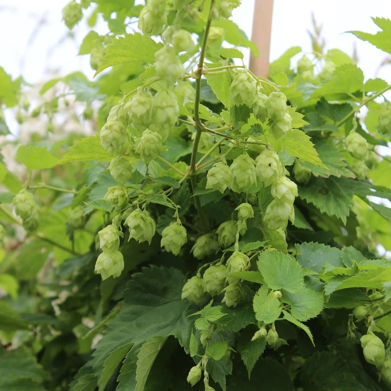 Echter Hopfen