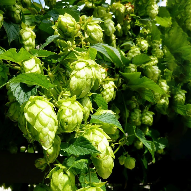 Hopfen 'Northern Brew'