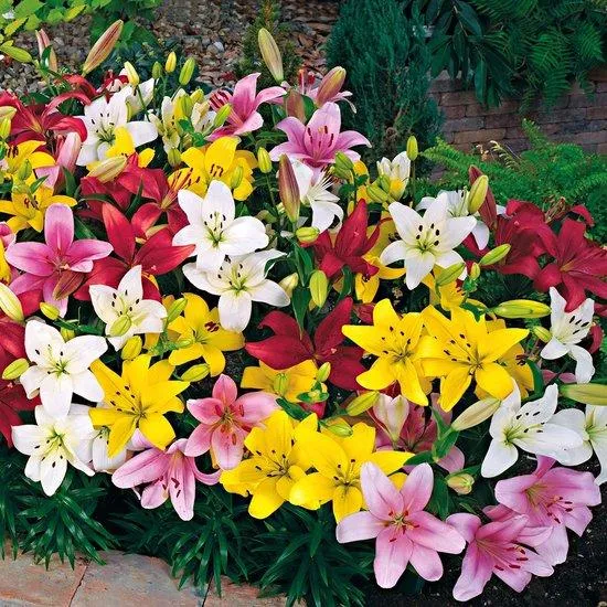 Lilienmischung – 5 Stück