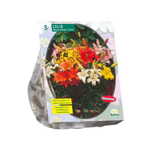 Lilienmischung – 5 Stück