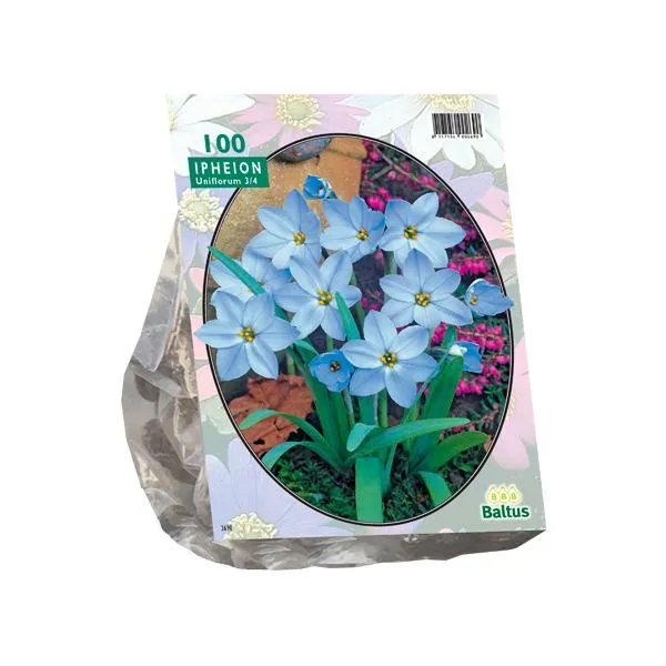 Ipheion - 100 Stück
