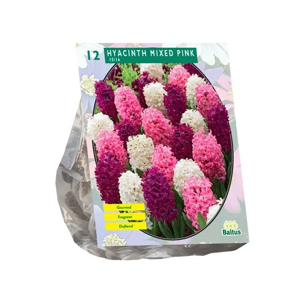 Hyazinthe Mix Pink - 12 Stück