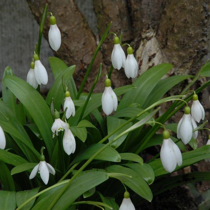 Galanthus Woronowii - 25 Stück